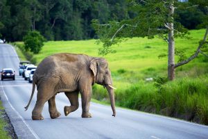 Thailand Khao Yai National Park olifant