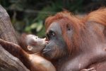 Indonesie - Dieren - Kleine en grote Orang Oetans