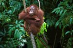Indonesie Orang-oetan