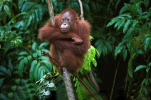 Indonesie Orang-oetan