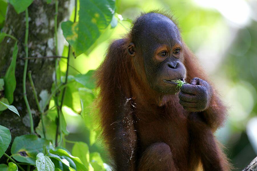 Indonesie - Orang Oetans - Oog in oog met de Orang-Oetans op Sumatra
