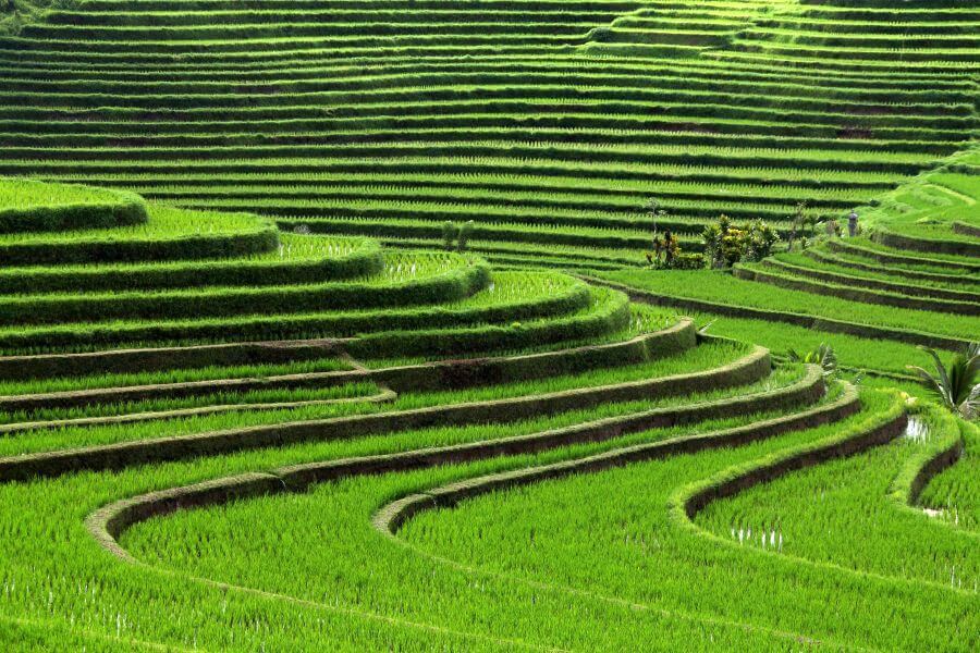 Indonesie - Wandelen door de rijstvelden