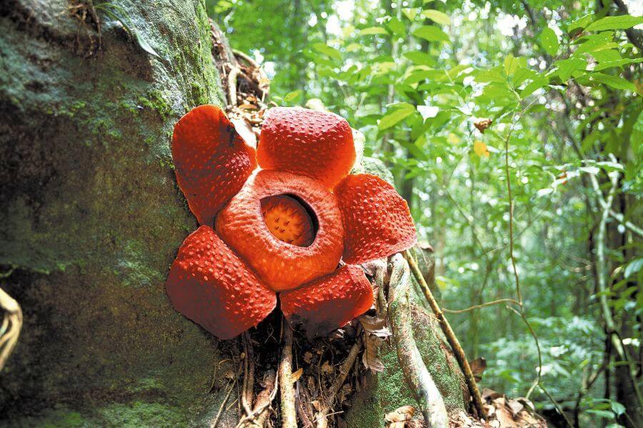 fi - Maleisie - Rafflesia - Ontdek het oerbos van Taman Negara