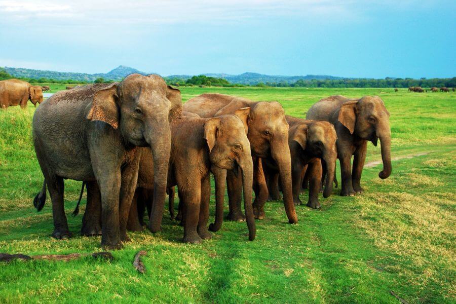 fi - Sri Lanka - Minneriya Nationaal Park - Jeepsafari in de jungle – Op zoek naar de wilde olifant