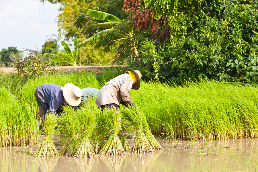 Thailand - Boer in rijstveld - 3-Daagse Fietstour Chiang Mai en omgeving