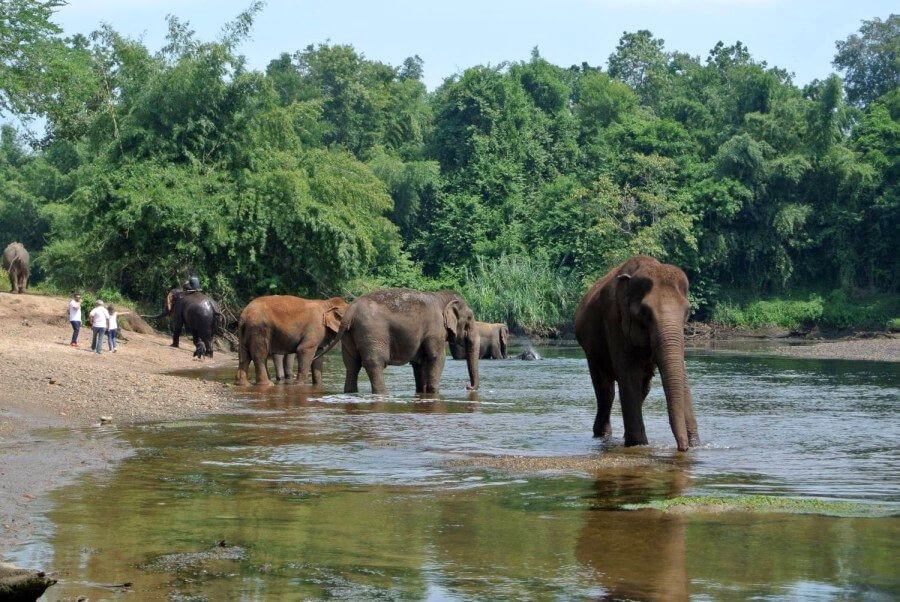 Thailand - Diervriendelijk - Elephants World Kanchanaburi