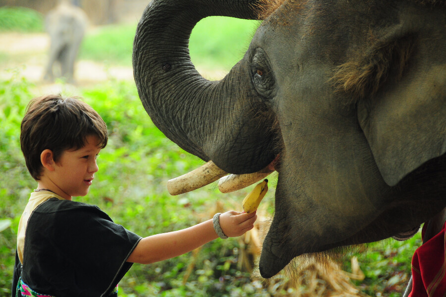 Thailand - Jongen geeft olifant banaan - Familierondreis Thailand Wilde dieren en zandkastelen
