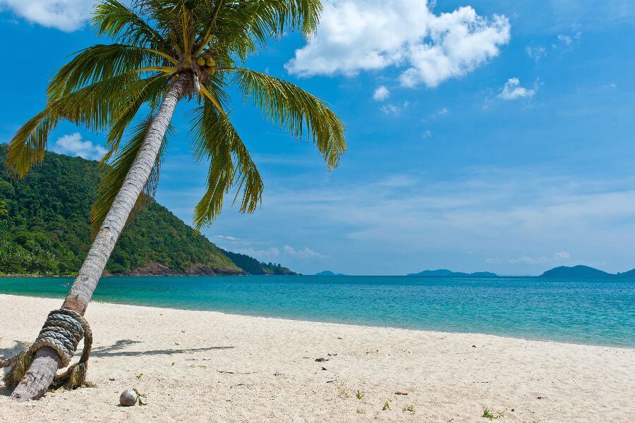 Thailand - Koh Chang palmboom - Strandvakantie Eastin Hotel & Centara Tropicana Resort