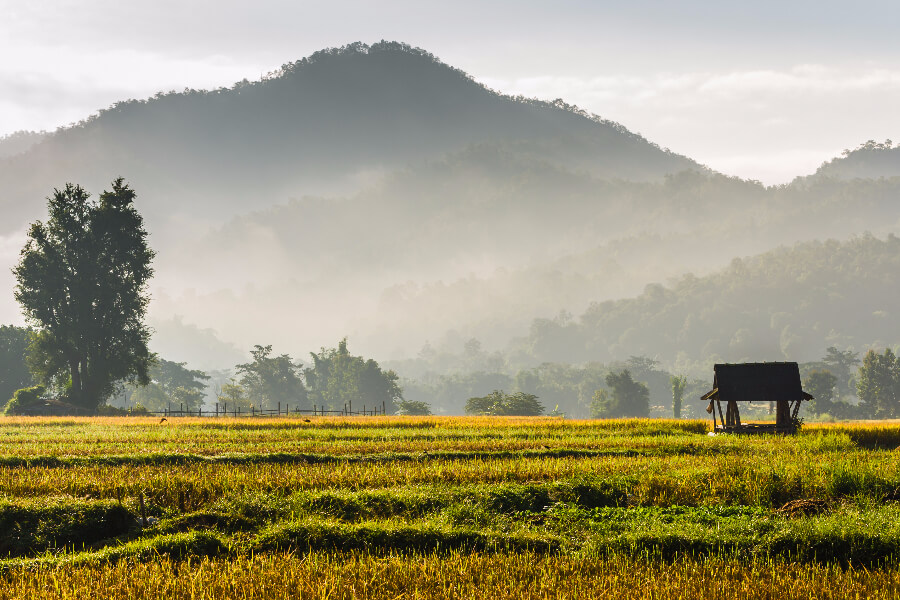 Thailand - Mooiste rijstvelden in natuur - Rondreis Thailand The Secrets of Siam