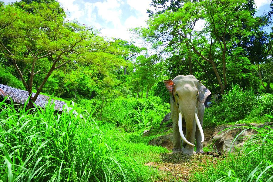 Thailand - Olifant in diervriendelijk park - 2-Daagse Jungletrekking en olifanten trainen Tour