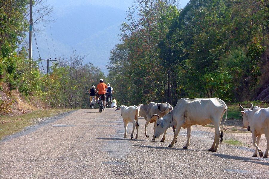 Thailand - Chiang Mai - Fietstour - Fietsen koeien
