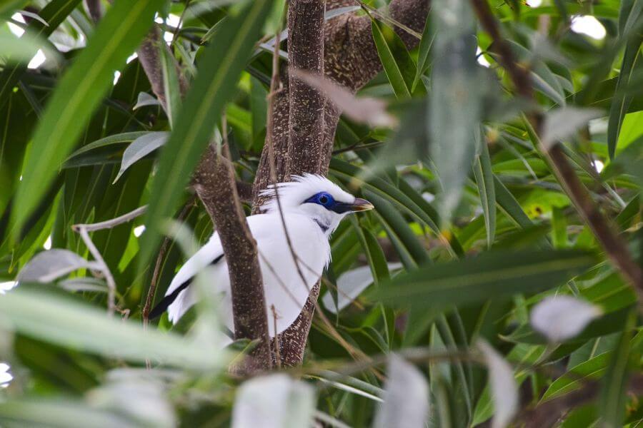 fi - Indonesie - Trekking in het Nationale Park van Bali vogel