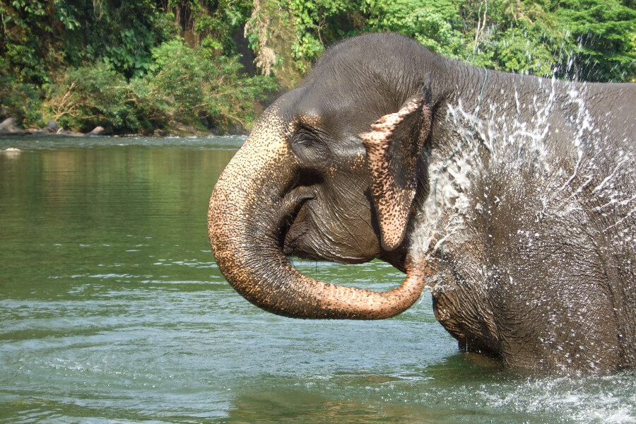 Maleisie - Belum Rainforest - Olifant in water