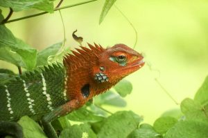 Sri Lanka - Hagedis green orange dieren - 029