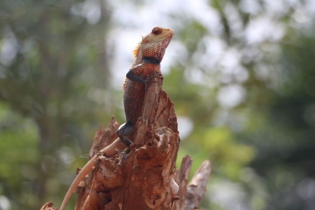 Sri Lanka - Kameleon dieren kleurrijk - 063