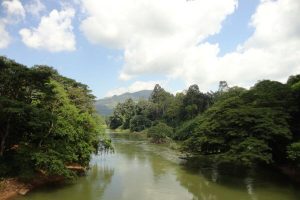 Sri Lanka - Rivier groene bomen - 053
