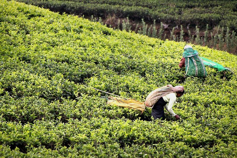 Sri Lanka - Theeplantage thee plukken - 011