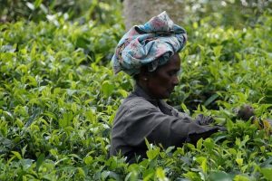 Sri Lanka - Theeplantage thee plukken - 022