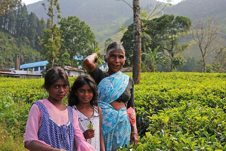 Sri Lanka - Theeplantage thee plukken meisjes - 008