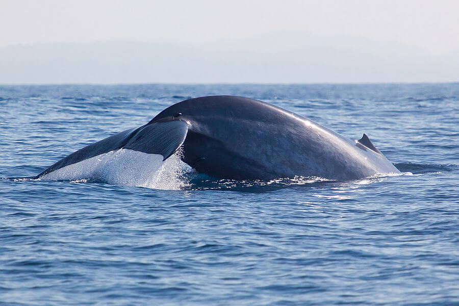 Sri Lanka - Mirissa Whale Watching - 01