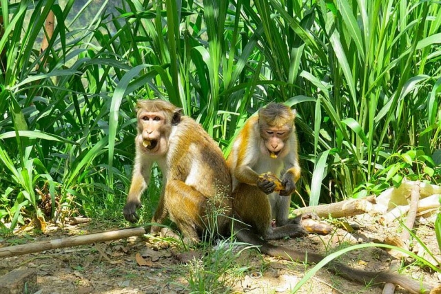 Sri Lanka - Monkeys Ella - 01