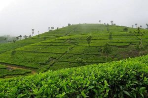 Sri Lanka - Tea pickers Highlands - 01