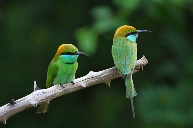 Sri Lanka - Yala Birds - 01