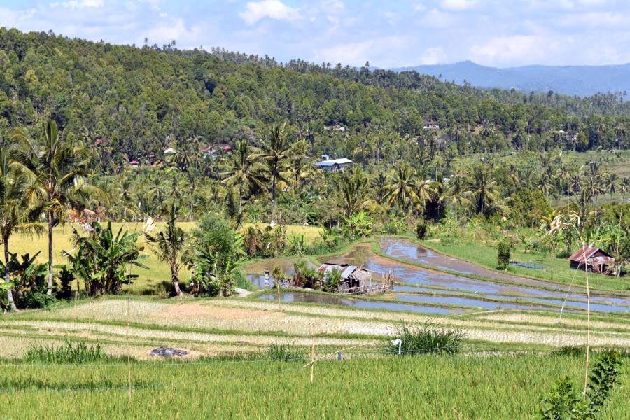 Indonesie Bali Munduk rijstvelden