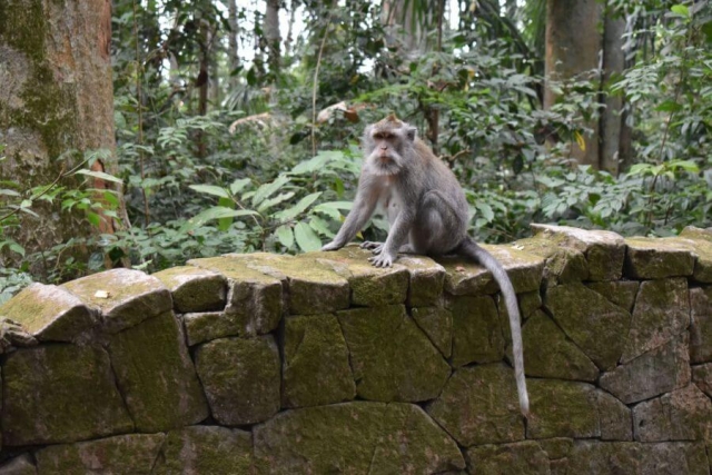 Indonesie Bali apen in Sangeh Monkey Forest