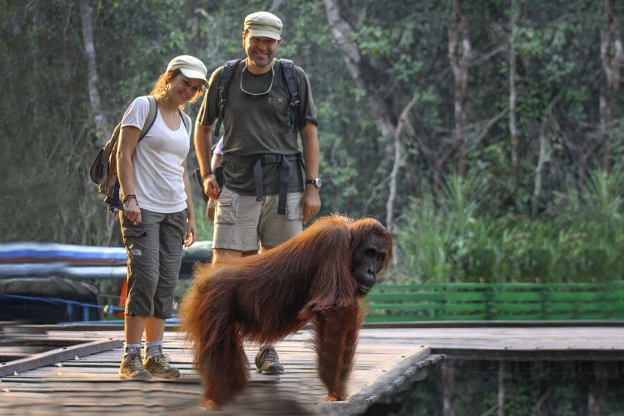 Indonesie - Top 10 excursies in Indonesie - orang oetang
