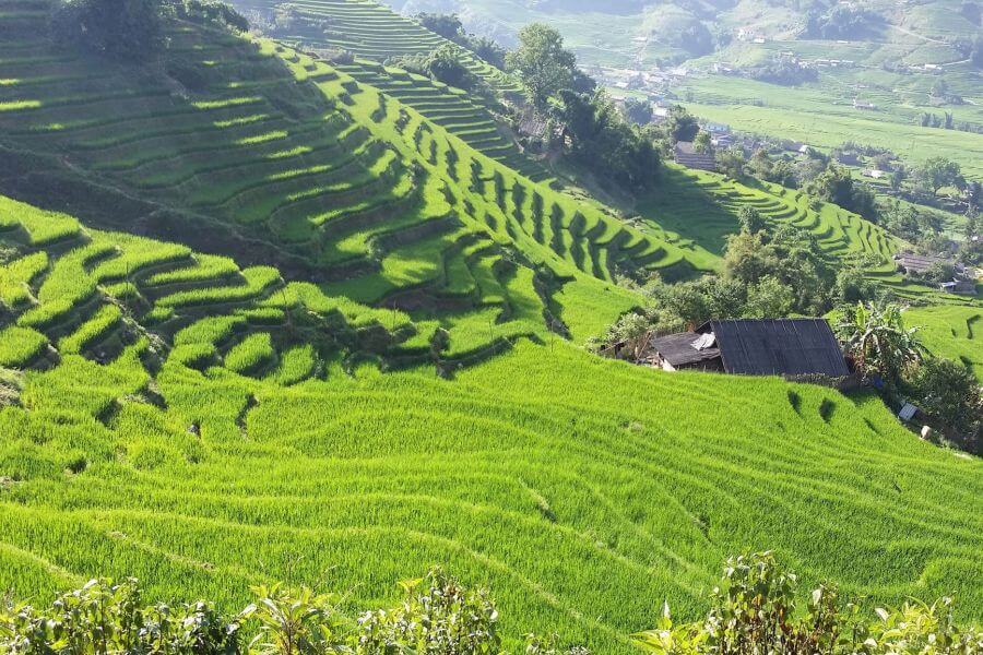 Vietnam - Sapa - rijstvelden