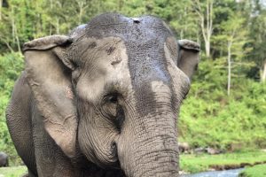 D'Kashor Elephant Care & Jungle Trekking 14
