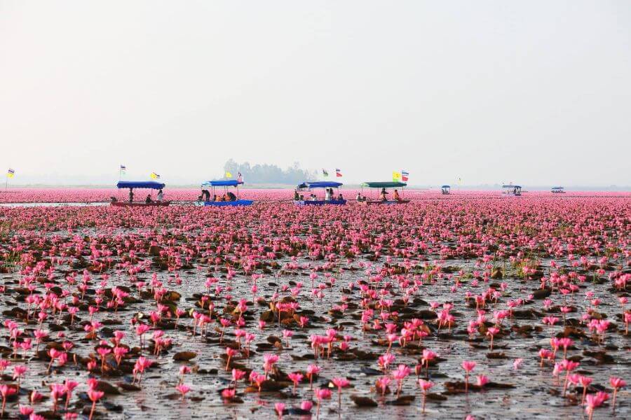 Thailand Nong Harn meer met roze lotussen