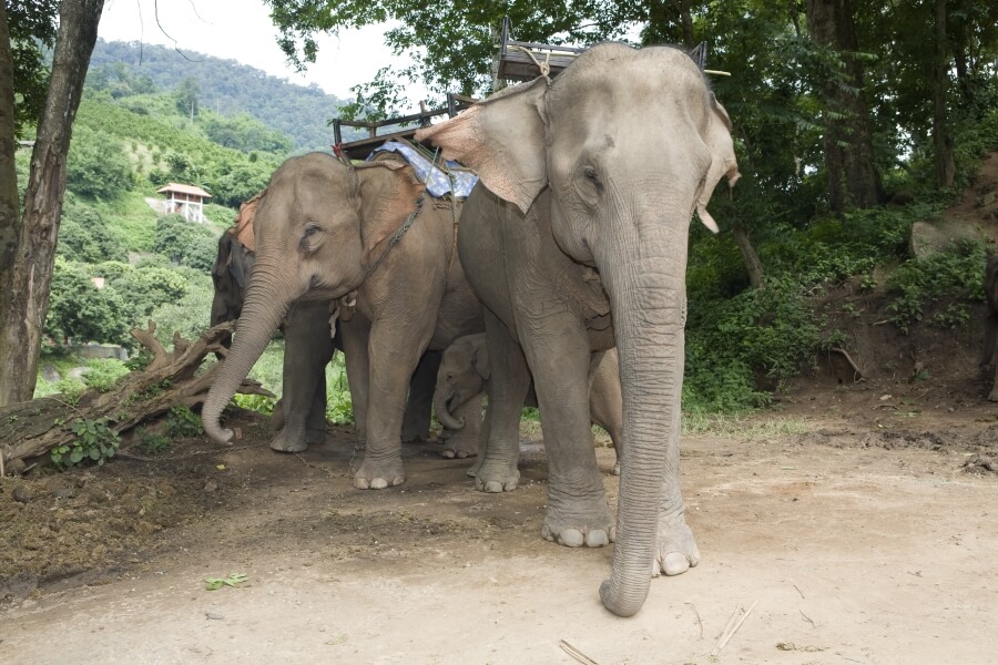 Thailand Olifanten met zitje