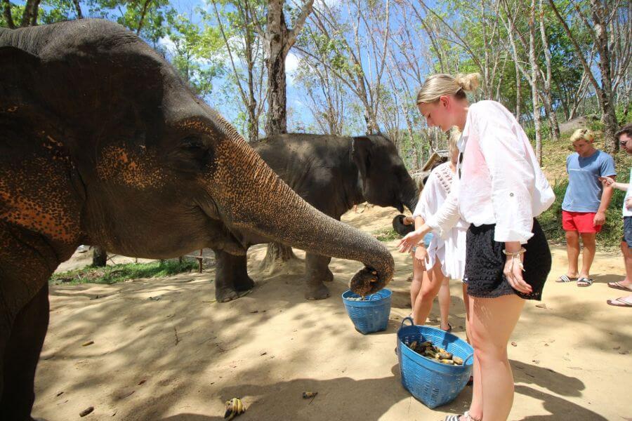 Thailand Phuket Elephant Jungle Sanctuary olifanten diervriendelijk kamp