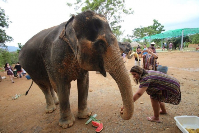Thailand Phuket Elephant Jungle Sanctuary olifanten 5