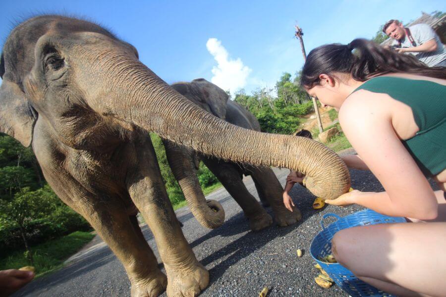 Thailand Phuket Elephant Jungle Sanctuary olifanten voeren