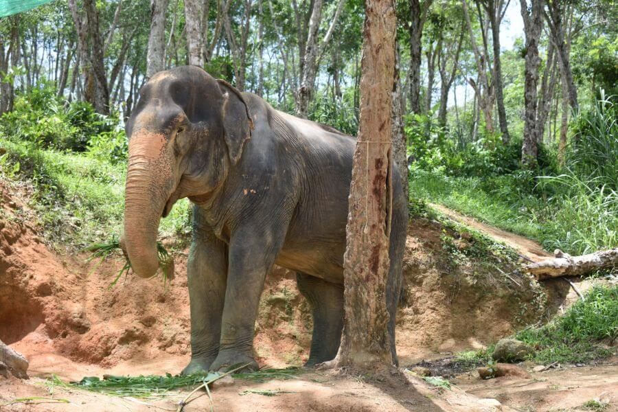 Thailand Phuket Elephant Jungle Sanctuary olifanten
