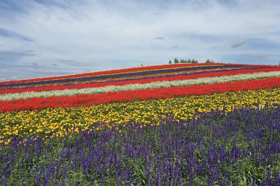 Japan Hokkaido natuur bloemen