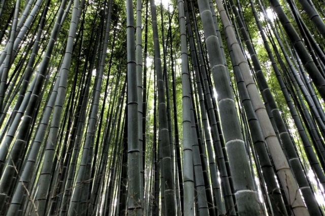 Japan Kyoto Arashiyama bamboebos