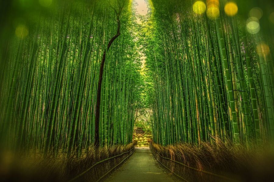 Japan Kyoto Arashiyama bamboebos