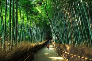 Japan Kyoto bamboebos