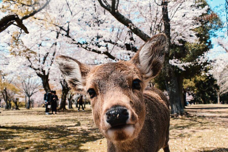 Japan Nara Hert