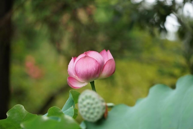 Japan Nara Lotus