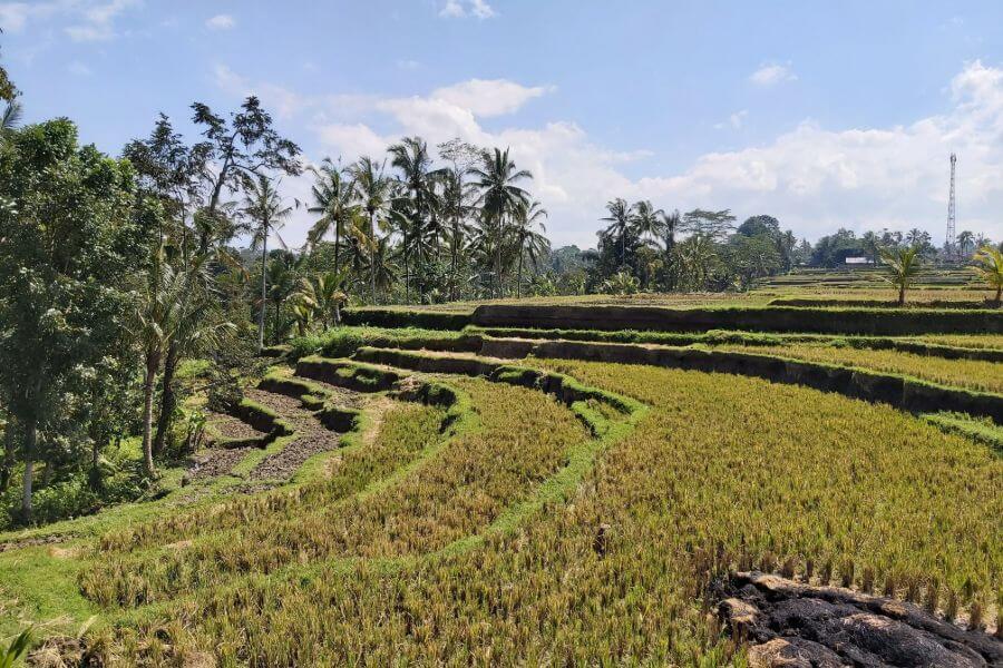 Indonesie Bali Trekking Kenderan rijstvelden