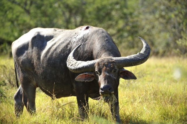Indonesie Komodo buffel
