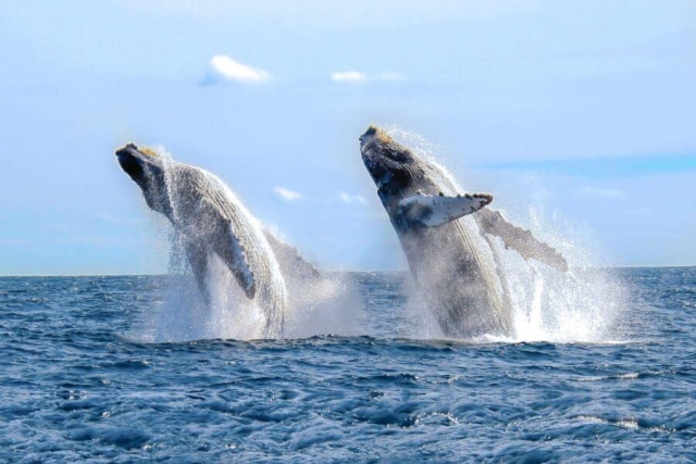 Sri Lanka Galle walvissen spotten 2