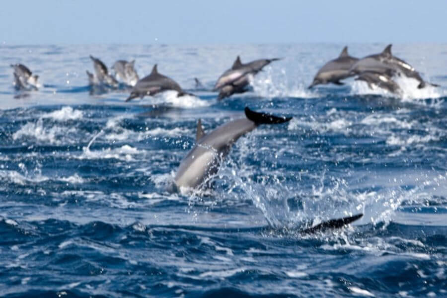 Sri Lanka Galle walvissen spotten 3