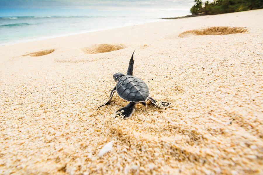 Sri Lanka Galle zeeschildpadden op strand