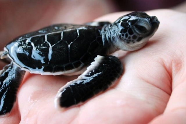 Sri Lanka Galle zeeschildpaddenopvang